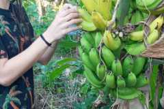actividades-platanos