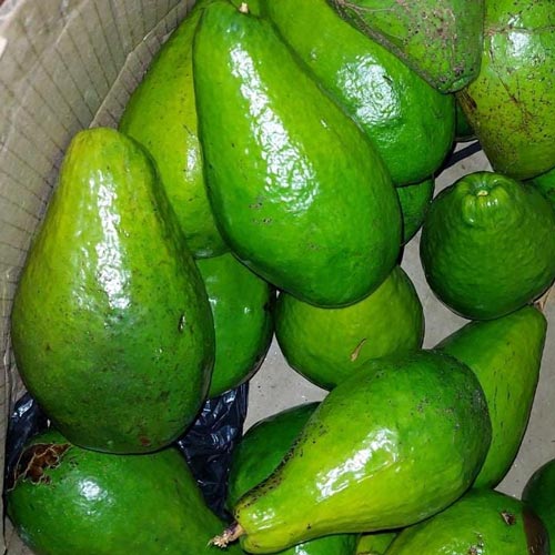 aguacate