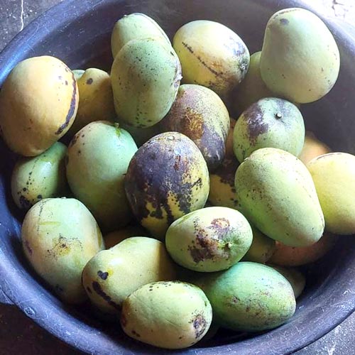 mango 2