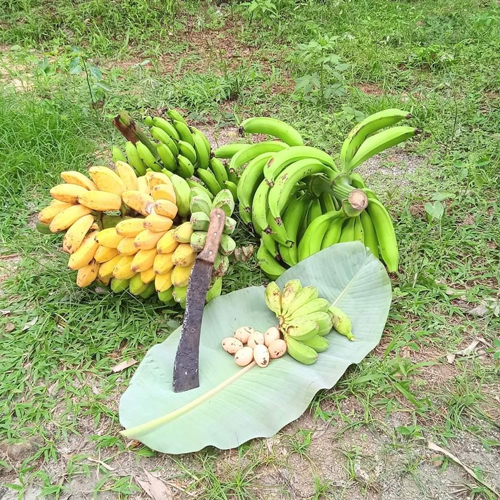 platanos